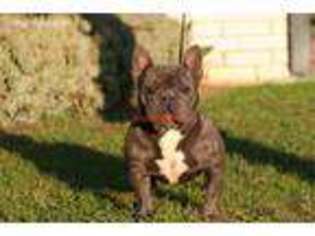 French Bulldog Puppy for sale in Goodrich, TX, USA