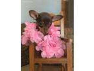 Chihuahua Puppy for sale in Montrose, MN, USA