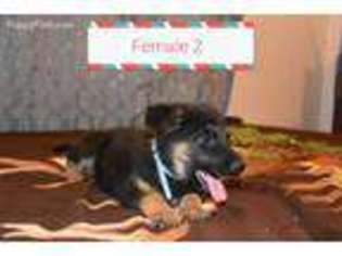 German Shepherd Dog Puppy for sale in Fontana, CA, USA