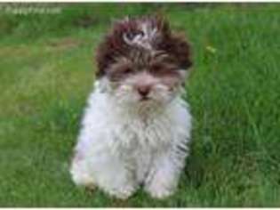 Havanese Puppy for sale in Fort Plain, NY, USA