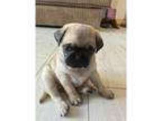 Pug Puppy for sale in Aldbrough, East Riding of Yorkshire (England), United Kingdom