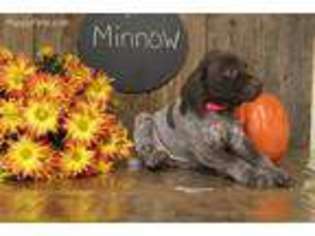 German Shorthaired Pointer Puppy for sale in Lititz, PA, USA