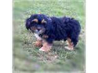 Shih-Poo Puppy for sale in Seneca Falls, NY, USA