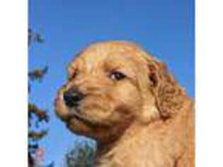 Goldendoodle Puppy for sale in Long Beach, WA, USA
