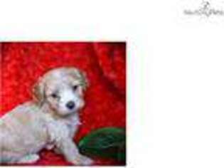 Cavapoo Puppy for sale in Texarkana, AR, USA