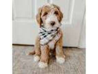 Labradoodle Puppy for sale in Alliance, OH, USA