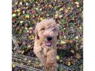 Goldendoodle Puppy for sale in Middleburg, FL, USA