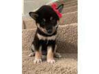 Shiba Inu Puppy for sale in Largo, FL, USA