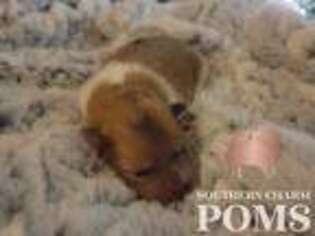 Pomeranian Puppy for sale in Orlando, FL, USA