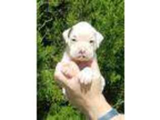 Boxer Puppy for sale in Lynchburg, VA, USA