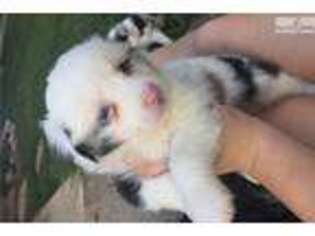 Miniature Australian Shepherd Puppy for sale in Dayton, OH, USA