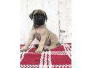 Mastiff Puppy for sale in Baltic, OH, USA