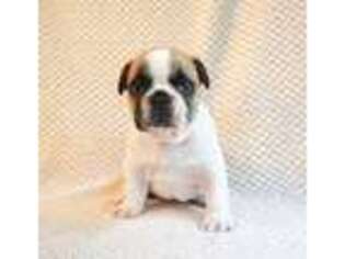 French Bulldog Puppy for sale in Galesburg, IL, USA