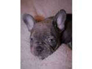 French Bulldog Puppy for sale in Foley, MO, USA