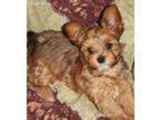 Yorkshire Terrier Puppy for sale in Winthrop, WA, USA