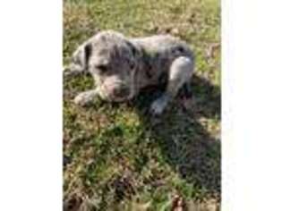 Great Dane Puppy for sale in Rockingham, NC, USA