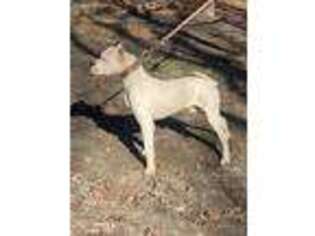 Dogo Argentino Puppy for sale in York, SC, USA