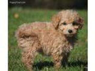 Goldendoodle Puppy for sale in Spring Lake, MI, USA