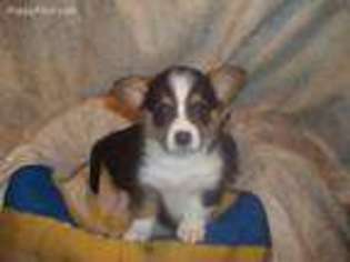 Pembroke Welsh Corgi Puppy for sale in Minneota, MN, USA