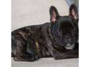 French Bulldog Puppy for sale in Runnemede, NJ, USA