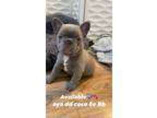 Bulldog Puppy for sale in Atwater, CA, USA