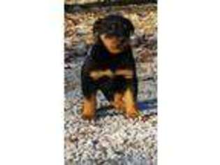 Rottweiler Puppy for sale in Columbia City, IN, USA