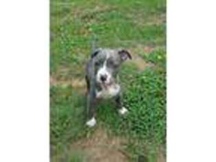 American Staffordshire Terrier Puppy for sale in Williamson, GA, USA
