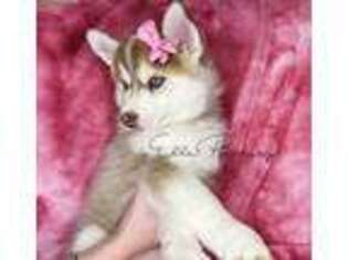 Siberian Husky Puppy for sale in Somers, CT, USA