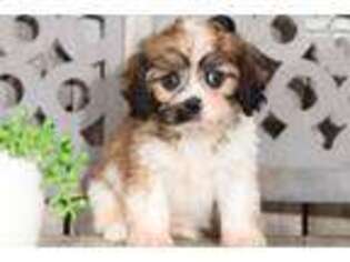 Cavachon Puppy for sale in Columbus, OH, USA