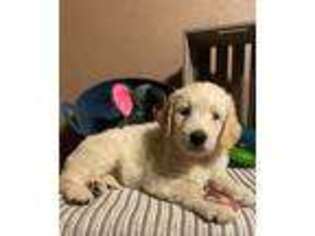 Goldendoodle Puppy for sale in Locust Grove, OK, USA