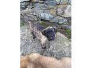 Mutt Puppy for sale in Swansea, MA, USA