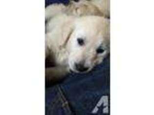 Labrador Retriever Puppy for sale in TACOMA, WA, USA