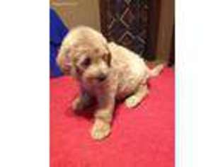Labradoodle Puppy for sale in Patrick Springs, VA, USA