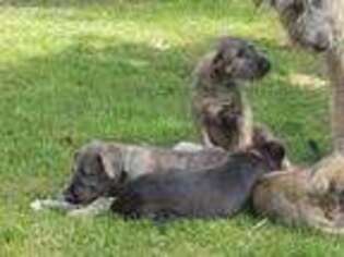 Irish Wolfhound Puppy for sale in Lowell, MI, USA