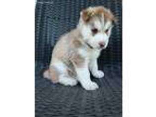 Siberian Husky Puppy for sale in Miami, FL, USA