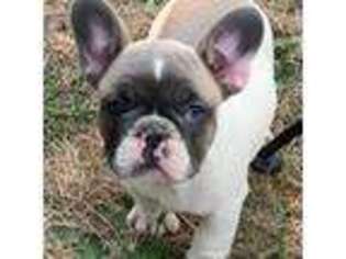 French Bulldog Puppy for sale in Orting, WA, USA
