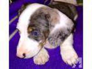 Dachshund Puppy for sale in STANWOOD, WA, USA