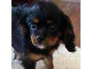 Cavalier King Charles Spaniel Puppy for sale in Felicity, OH, USA