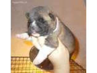 Akita Puppy for sale in Rockford, IL, USA