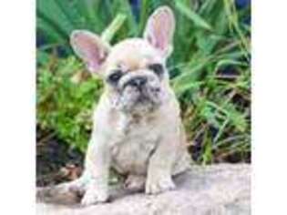 French Bulldog Puppy for sale in Minneapolis, MN, USA
