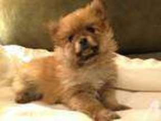 Pomeranian Puppy for sale in PITTSFIELD, MA, USA