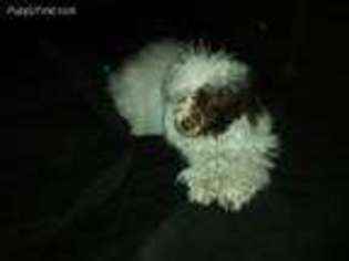 Medium Photo #1 Mutt Puppy For Sale in El Reno, OK, USA