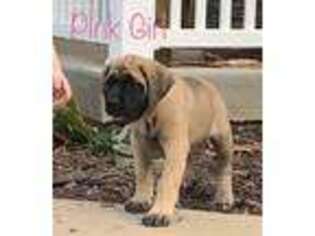Mastiff Puppy for sale in Winslow, IN, USA