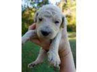 Goldendoodle Puppy for sale in Newnan, GA, USA