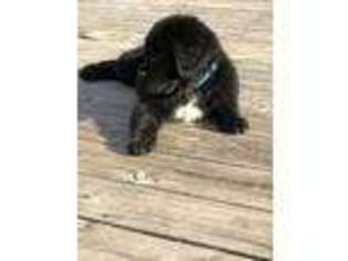 Tibetan Mastiff Puppy for sale in Juneau, WI, USA