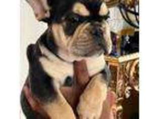French Bulldog Puppy for sale in Englewood, NJ, USA