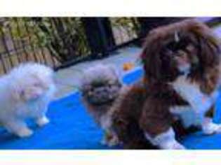 Pekingese Puppy for sale in Frederick, MD, USA