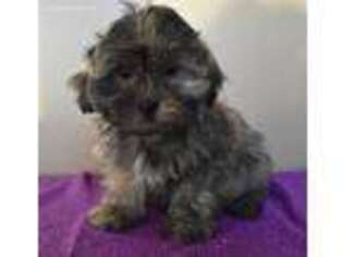 Mal-Shi Puppy for sale in Downing, MO, USA
