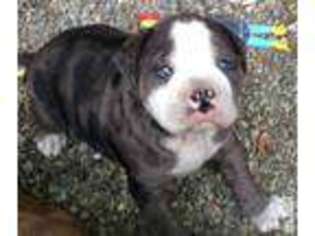 Alapaha Blue Blood Bulldog Puppy for sale in HAMPTON, VA, USA