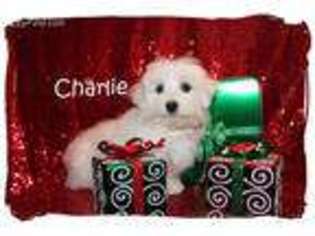 Maltese Puppy for sale in Vacaville, CA, USA
